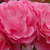 Růžová - Mini růže - Moana